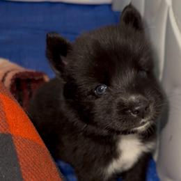 NessaRose - Sable and white female Siberian Husky puppy in Richland, Mississippi from Feazell’s Siberian Huskies