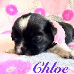 Chloe - Black and white female Shih Tzu puppy in Hemet, California from Aloha Shih Tzu