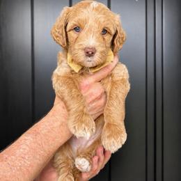 Rad - Apricot male Goldendoodle puppy in Van Alstyne, Texas from Forest Haven Doodle Co.