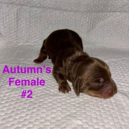 Autumn's Female 2 - Chocolate and tan female Dachshund puppy in Rattan, Oklahoma from Burgett’s Barnyard Dachshunds
