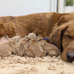 Pink - Dark golden Golden Retriever puppy in Oro Valley, Arizona from Oro Valley Golden Retrievers