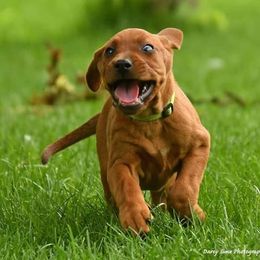 Black and Tan Coonhound, Redbone Coonhound, and Treeing Walker Coonhound Puppies from Foster Creek Coonhounds