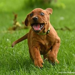 Black and Tan Coonhound, Redbone Coonhound, and Treeing Walker Coonhound Puppies from Foster Creek Coonhounds