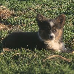 Female 1 - Black and white female American Corgi puppy in Portland, North Dakota from Sliding stop corgis