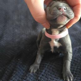 Pink Collar - Gray female Cane Corso puppy in Henry, Virginia from Hardradas Dynasty Cane Corso