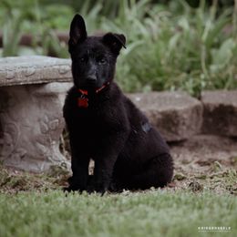 Berger Blanc Suisse and German Shepherd Puppies from Fireside Fernweh