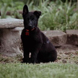 Berger Blanc Suisse and German Shepherd Puppies from Fireside Fernweh
