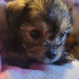 Yorkshire Terriers from Cuties for Cuties..Yorkies