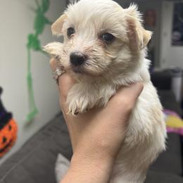Chihuahua, Morkie, and Yorkshire Terrier Puppies from Patty’s Paws