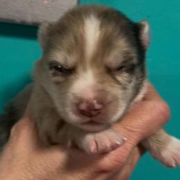 Jade - White female Pomsky puppy in Spring Hill, Florida from PDQ Pomskies