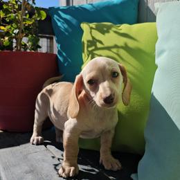 Lainey - Dapple female Dachshund puppy in Florence, Arizona from Doxie Town Az