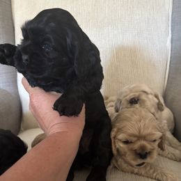 Boy 1 - Black and white Cocker Spaniel puppy in Winchester, California from All American Cocker Spaniels