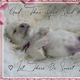 Coton de Tulear Puppies from Buttercup Cotons of Texas