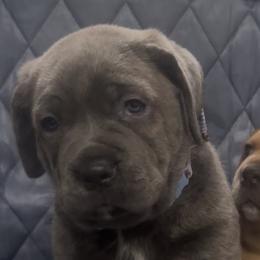 Cane Corso Puppies from TopNotch Corsos