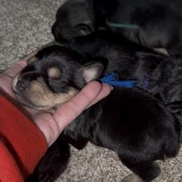 Blue collar - Salt and pepper male Miniature Schnauzer puppy in La Fayette, Georgia from Daniels Mini Schnauzers