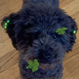Shihpoos and Shih Tzus from Winona’s Legacy