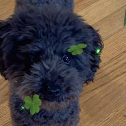 Shihpoos and Shih Tzus from Winona’s Legacy