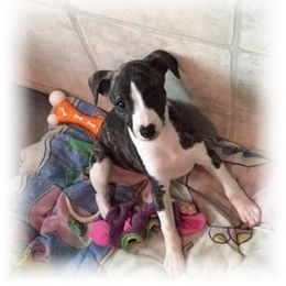 Whippet Puppies from Wyndham Whippets