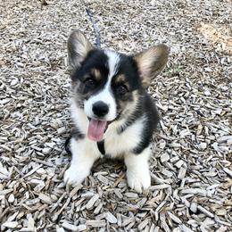 Pembroke Welsh Corgis from Whiting Corgis