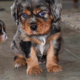 Saphire - Cavalier King Charles Spaniel