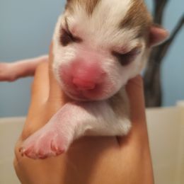 Siberian Husky Puppies from Naturez Siberians