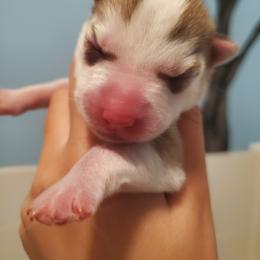 Siberian Husky Puppies from Naturez Siberians