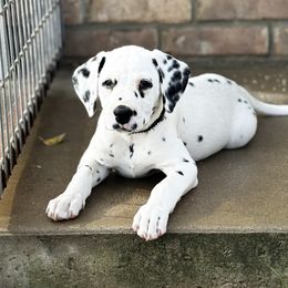 Black Collar Homozygous LUA - White and black male Dalmatian puppy in Hawkins, Texas from Snow Dalmatians