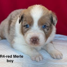 DR4 - Red merle male Australian Shepherd puppy in Ada, Ohio from Windy Hill Aussies