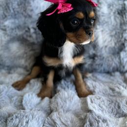 Cavalier King Charles Spaniel Puppies from Mydee Cavaliers