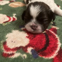 Shih Tzu Puppies from Judy's Shih Tzus