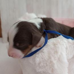 Rolo - Brown and white male Bernedoodle puppy in Fairfield, Illinois from Positively Doodles