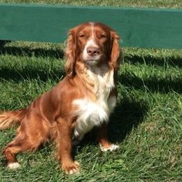 English Cocker Spaniels and Labrador Retrievers from Rosebriar Kennel