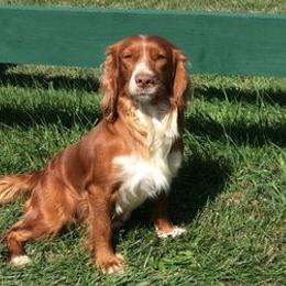 English Cocker Spaniels and Labrador Retrievers from Rosebriar Kennel