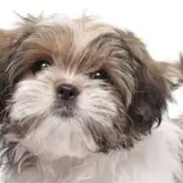 Mal-Shis, Maltese, and Shih Tzus from Natalie's Happy Fur Paw Shih-Tzues and More