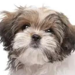 Mal-Shis, Maltese, and Shih Tzus from Natalie's Happy Fur Paw Shih-Tzues and More