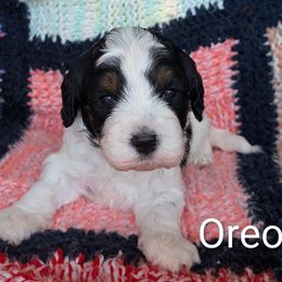 Oreo - Tri-color male Bernedoodle puppy in Weatherford, Texas from Donnasdoodlebugs