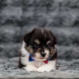 Peeta - Black tri-color male Australian Shepherd puppy in Riverton, Utah from Stone Ridge Australian Shepherds