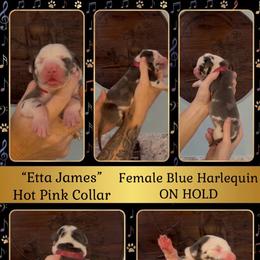 Etta - Harlequin female Great Dane puppy in Altoona, Alabama from Sovereignty Woods Great Danes