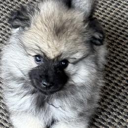 Keeshond and Pomeranian Puppies from Mary Schooner