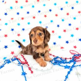 Liberty - Dapple female Dachshund puppy in Greenville, North Carolina from The Gorman Farms