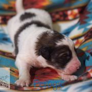 Perogie - White male Tornjak puppy in Albright, West Virginia from Pine Spring Farm