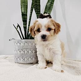 Cavachon Puppies from My Furry Friends