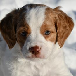 Cupid - Orange and white male Brittany puppy in Hollidaysburg, Pennsylvania from Royal Flush Farms