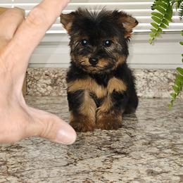 Yorkshire Terrier puppies from Royal Kennels