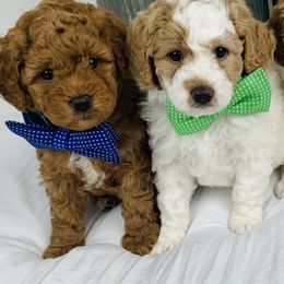 Bernedoodle and Goldendoodle Puppies from Cottrell’s Poodles & Doodles