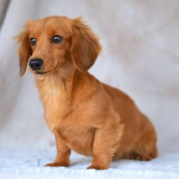Lilly - Dachshund