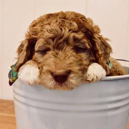 Goldendoodle Puppies from Tuxedo Mountain Doodles
