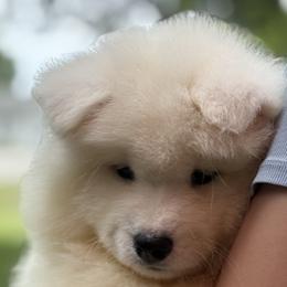 Samoyed puppies from Imperial Samoyeds