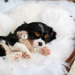 Cavalier King Charles Spaniel Puppies from Royalheart Cavalier King Charles