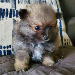 Olive - Blue sable female Pomeranian puppy in Bellevue, Iowa from Fluffy Wonders Poms and Doodles